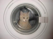 cat_20in_20dryer.jpg