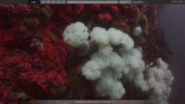 redspace-anen.jpg