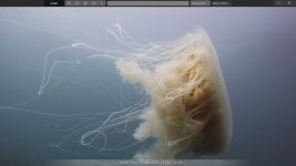 redspace-jelly.jpg