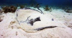 Stingray-Sm.jpg