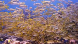 Snapper-Ledge Small.jpg