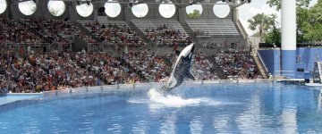 Shamu-300fps-2.jpg