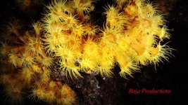 orangecupcoral11.jpg