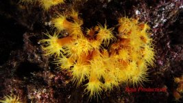 orangecupcoral12.jpg