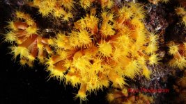 orangecupcoral13.jpg