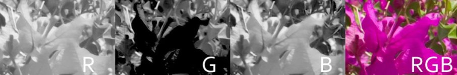 bougainvillea.jpg