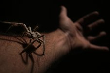 spider.jpg spider.jpg