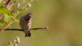 hummingbird1.jpg