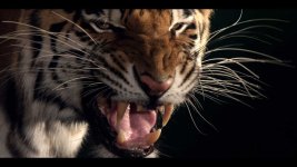 epic_tiger copy.jpg