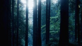 forest1.jpg