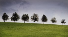 TREE1.jpg