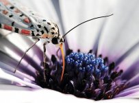 moth.jpg