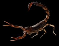 scorpion.jpg