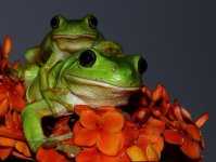 hedland frogs.jpg