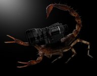 red scorpion 2.jpg