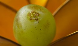 grapeCROP.jpg