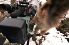 Epic Monkey1.jpg