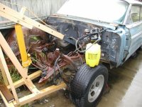 impala1.jpg