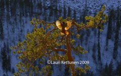 Siberian jay.jpg