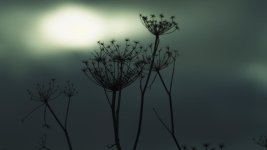 Weeds Red still.jpg