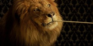 lion.0000025.jpg