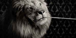 lion.jpg