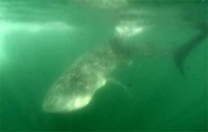 Whale shark turn.jpg
