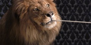 lion.jpg
