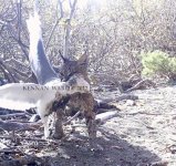 bobcatKillWM.jpg
