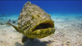 Grouper2.jpg