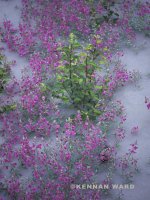 2005_3_225FL7072.jpg