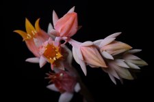 cactus flower 2.jpg