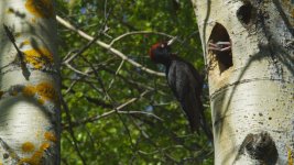 Woodpecker.jpg