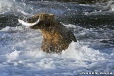 Brown Bear with Salmon.jpg