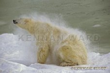 Polar Bear Shake.jpg
