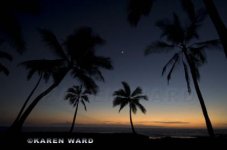 Palm Trees & Moon.jpg