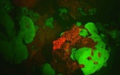red-fluorescent-scorpionfish.jpg