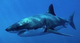 GREATWHITESHARK.jpg