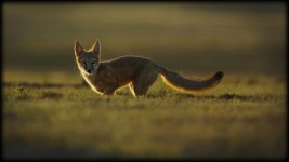 single_swift_fox.jpg