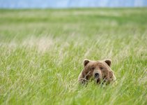 Bear in grass 5620.jpg