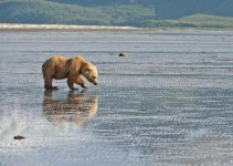 Bear clam digging 4950.jpg