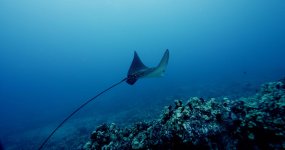 eagle ray 3.0004749.jpg