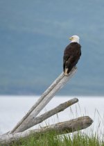 Bald eagle 5915.jpg