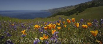 A003_C010PoppiesCoastA-poster.jpg