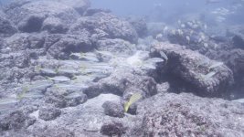 reef-RAW.A.jpg