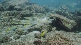 reef-GRADE.A.jpg
