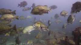 PARGOLOOK1.0000611.jpg