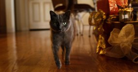 cat-test.jpg