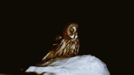 Great owl.jpg