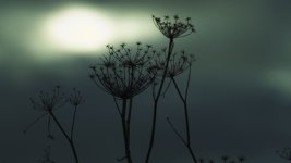 Weeds.jpg